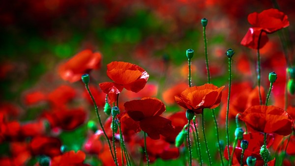 COQUELICOTS