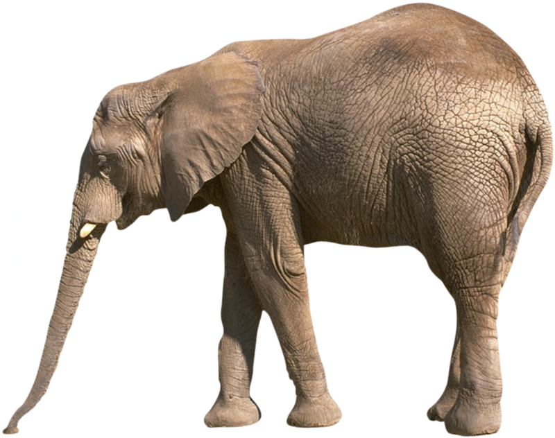 African_elephant_3.png