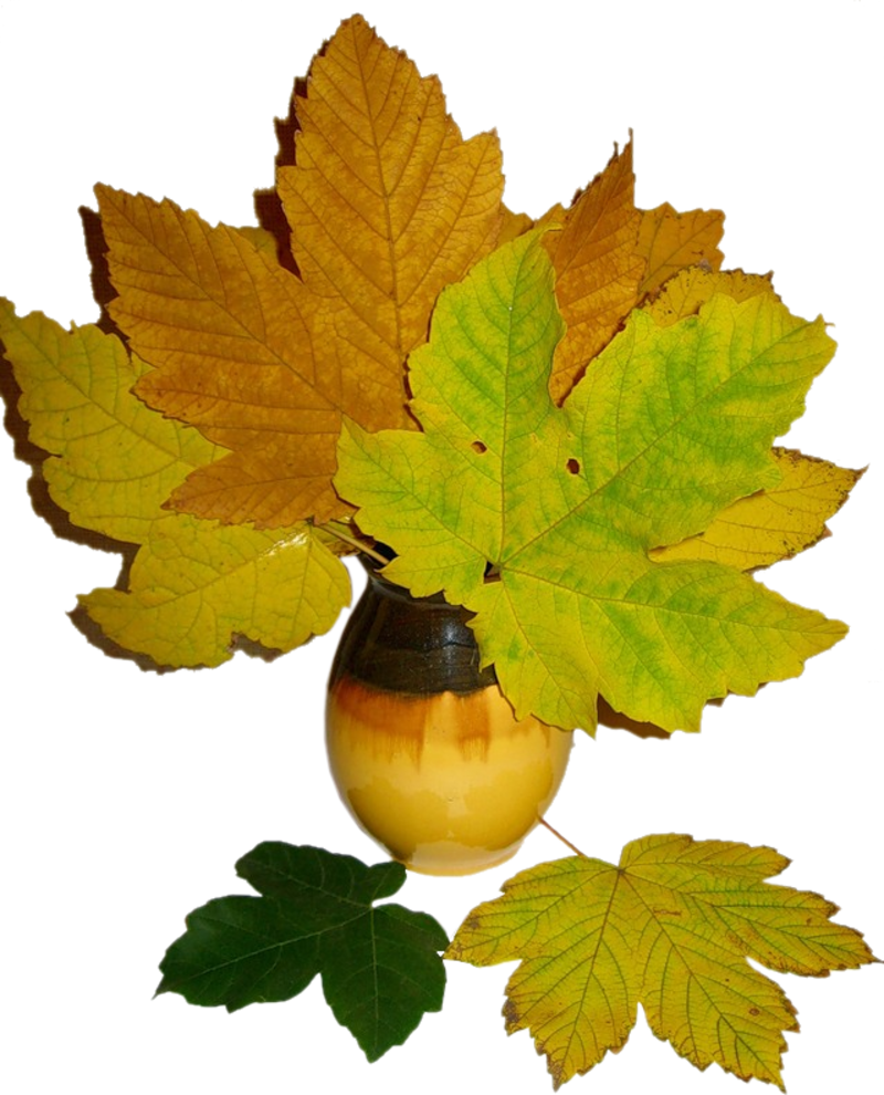 Autumn-Clipart-Maple-Leaves-Still-Life.png