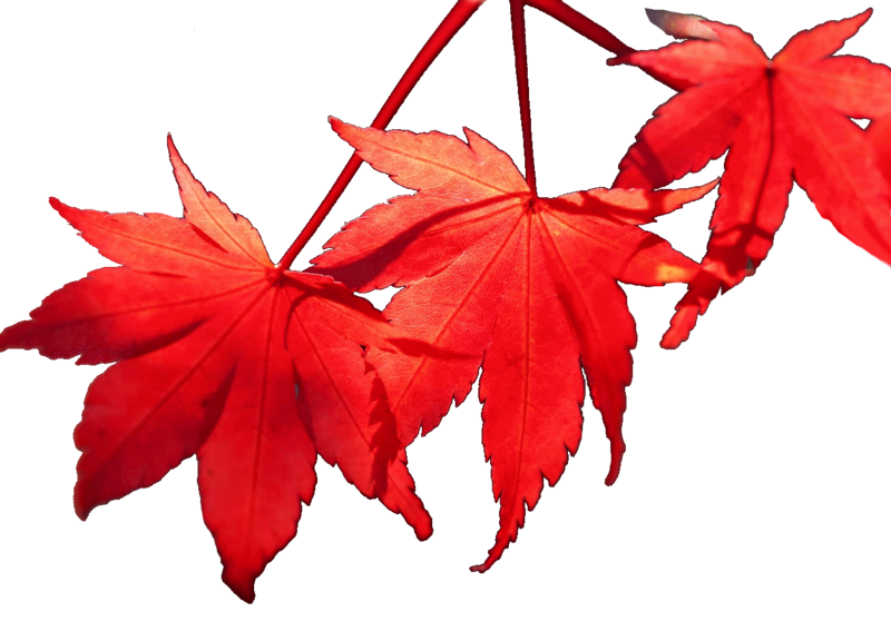 Autumn_Foliage_Maple_Red_451052.png