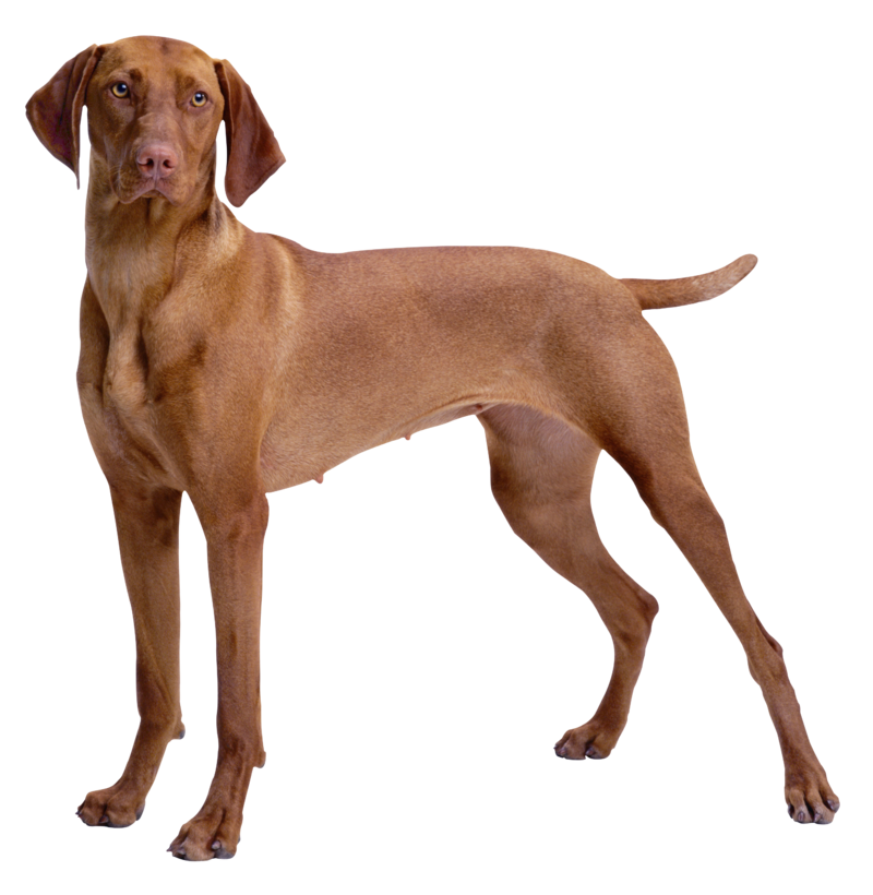 Brown_Dog_PNG_Clipart-539.png