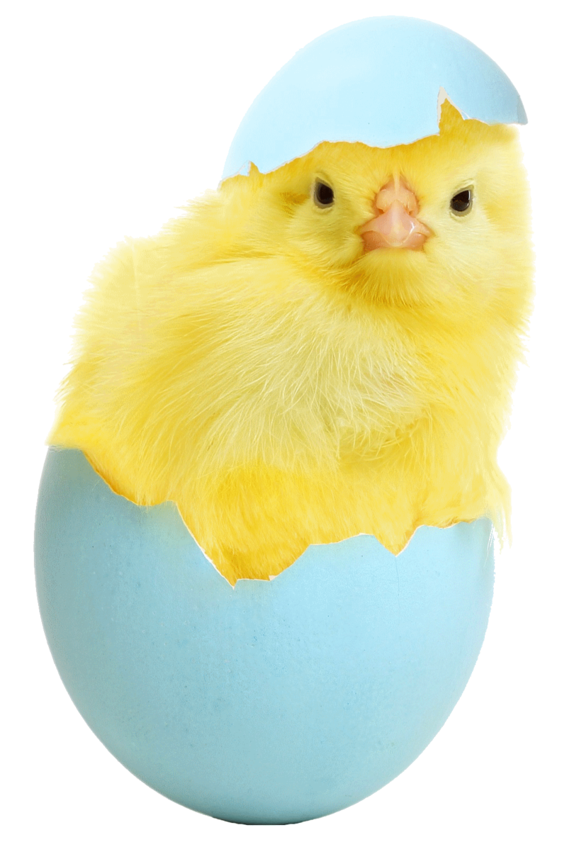 Chickens_Eggs_413018.png