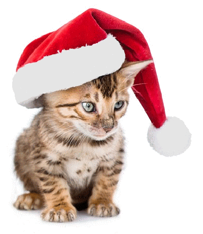 Christmas_Dogs_Cats_505956.png