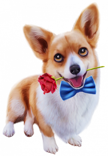 Corgi_1