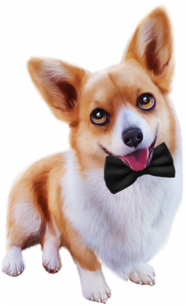 Corgi_11