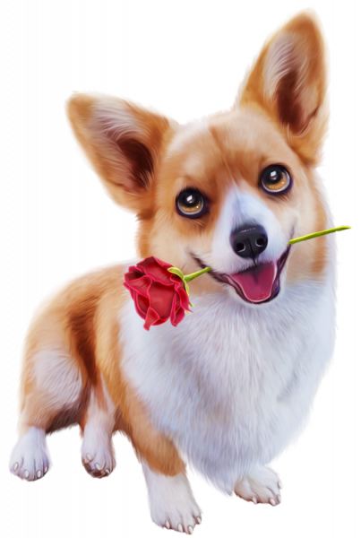 Corgi_2