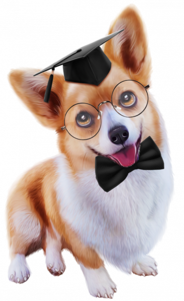 Corgi_9