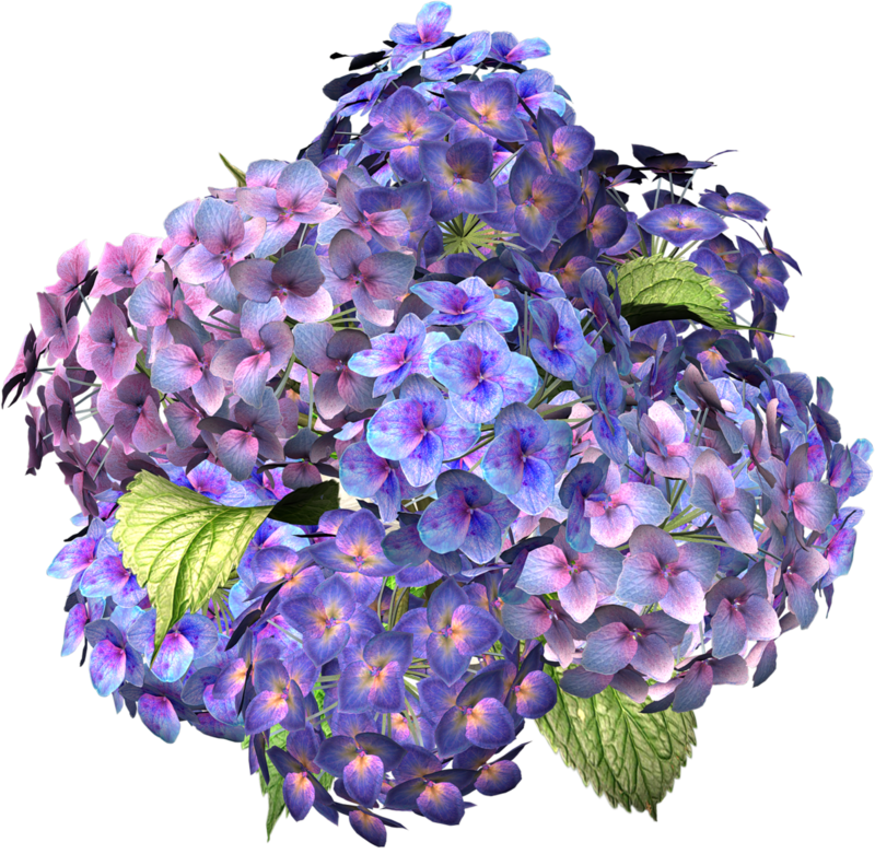 Flower-Clipart-Majestic-Hydrangea.png