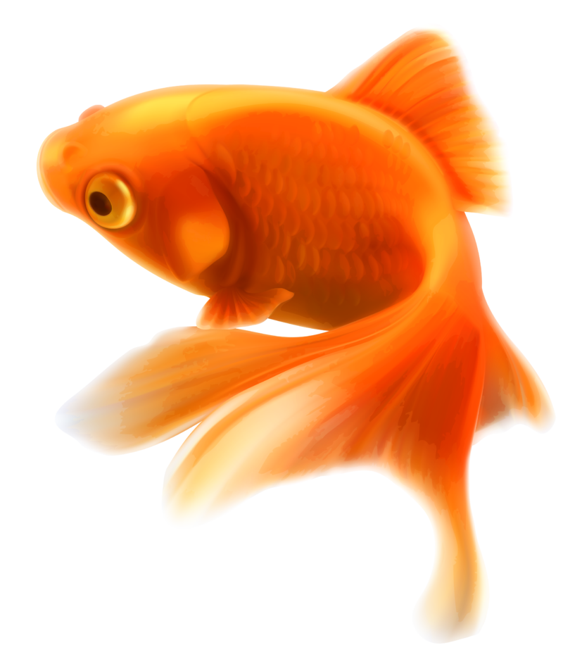 Gold_Fish_PNG_Clipart-434.png