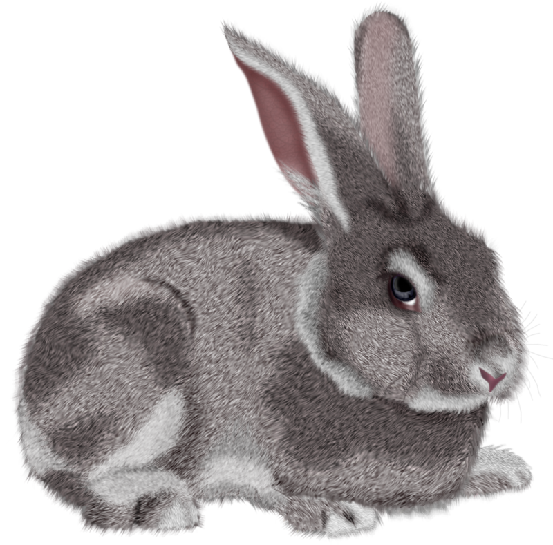 Grey_Rabbit_PNG_Clipart_Picture.png