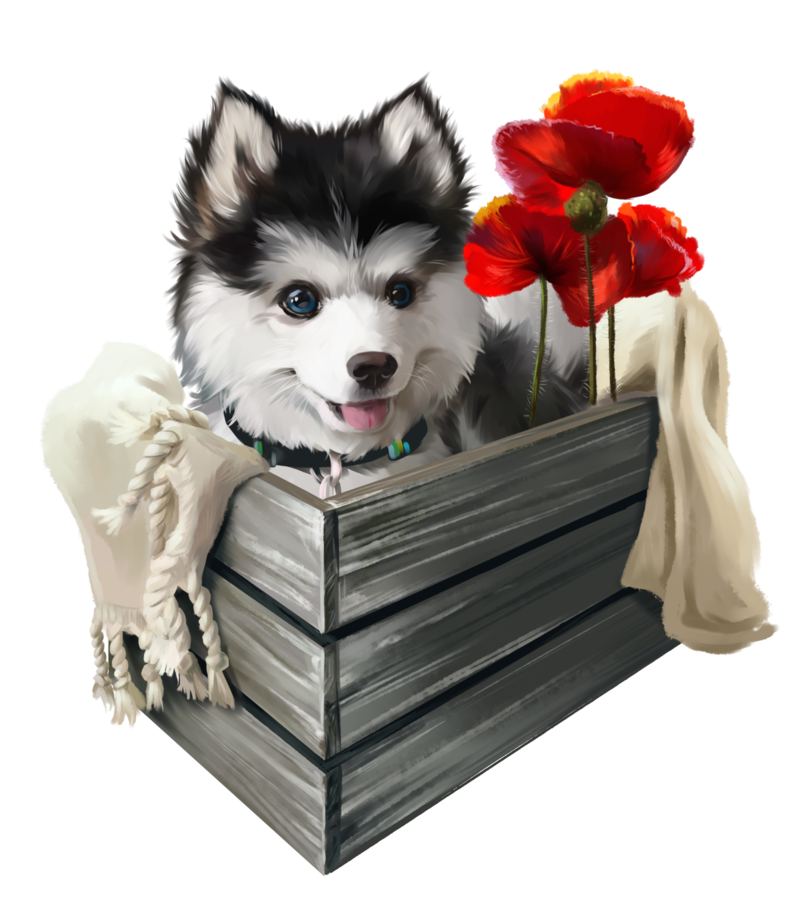 Husky-and-poppies-1.png