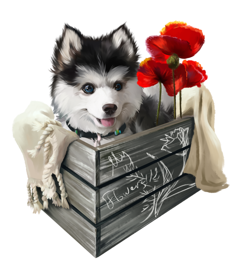 Husky-and-poppies-3.png