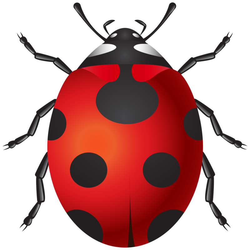 Ladybug_PNG_Clip_Art-1582.png