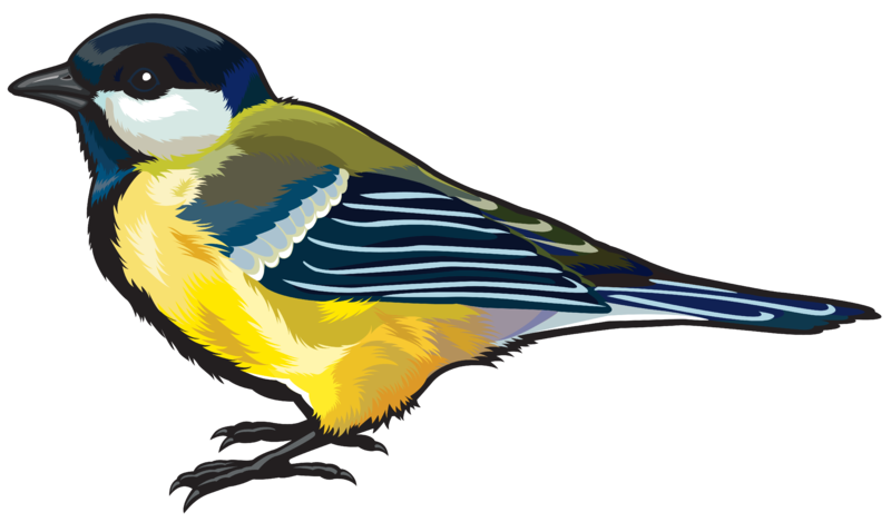 Large_Bird_PNG_Clipart_Image.png