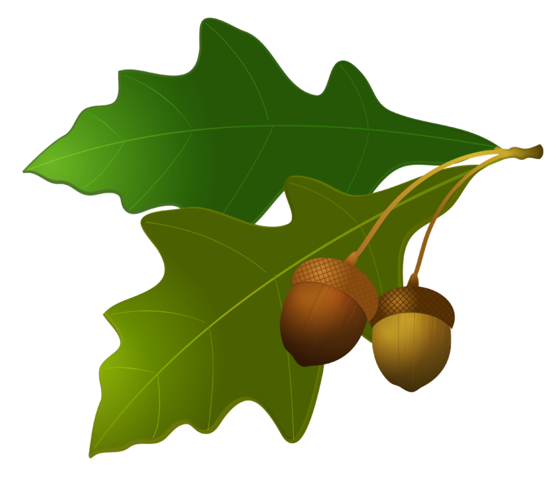 Leaves_with_Acorns.png