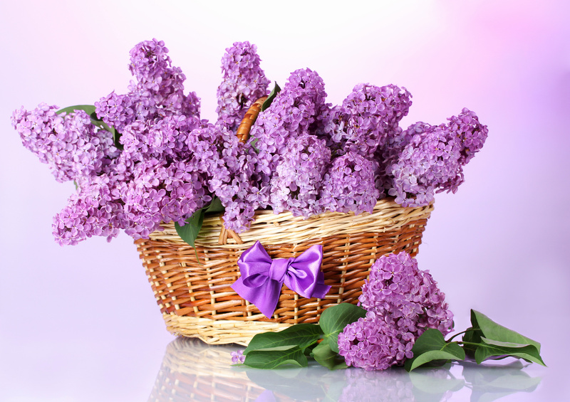 Lilac_Basket_Background.jpg