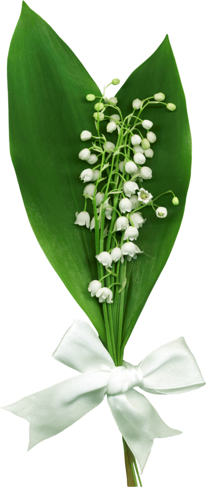 Lilies-of-the-Valley_012.png