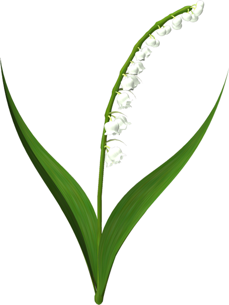 Lilies-of-the-Valley_053.png
