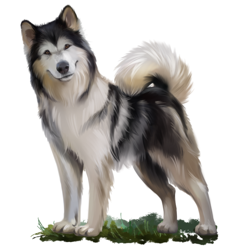 Malamute_3.png