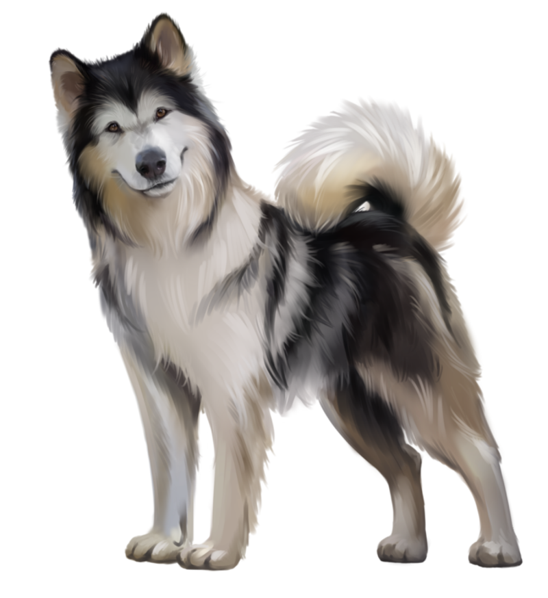 Malamute_4.png