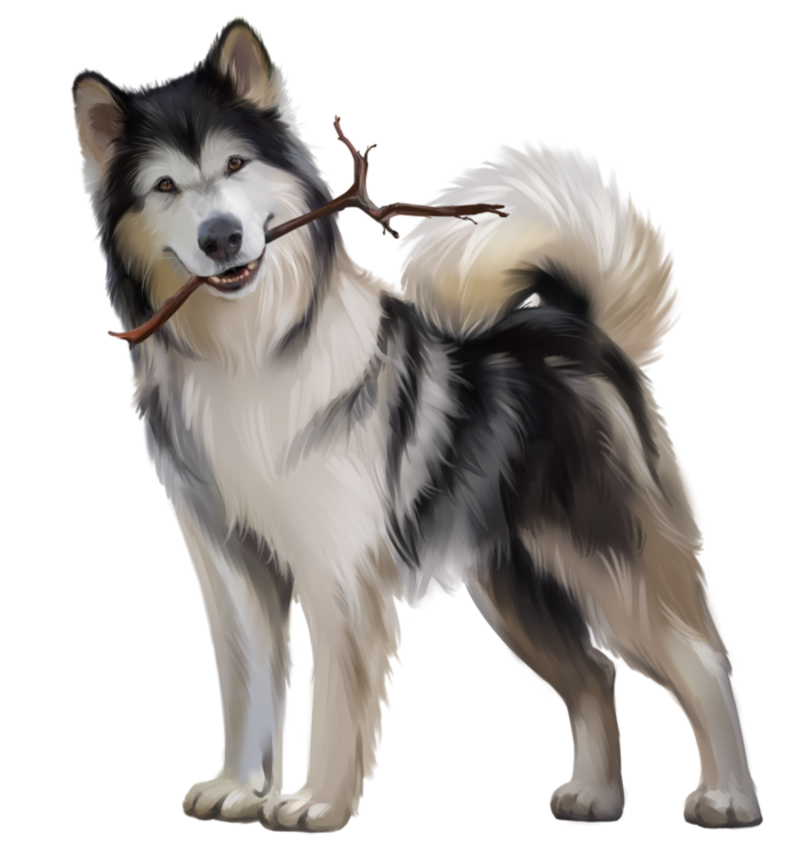 Malamute_6.png