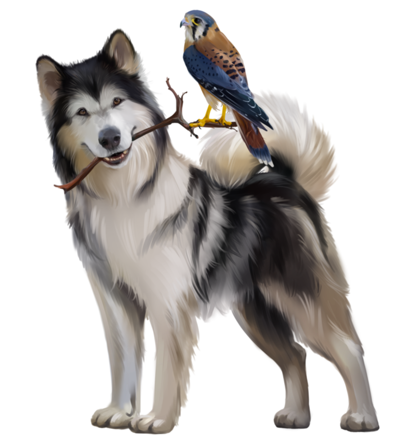 Malamute_8.png