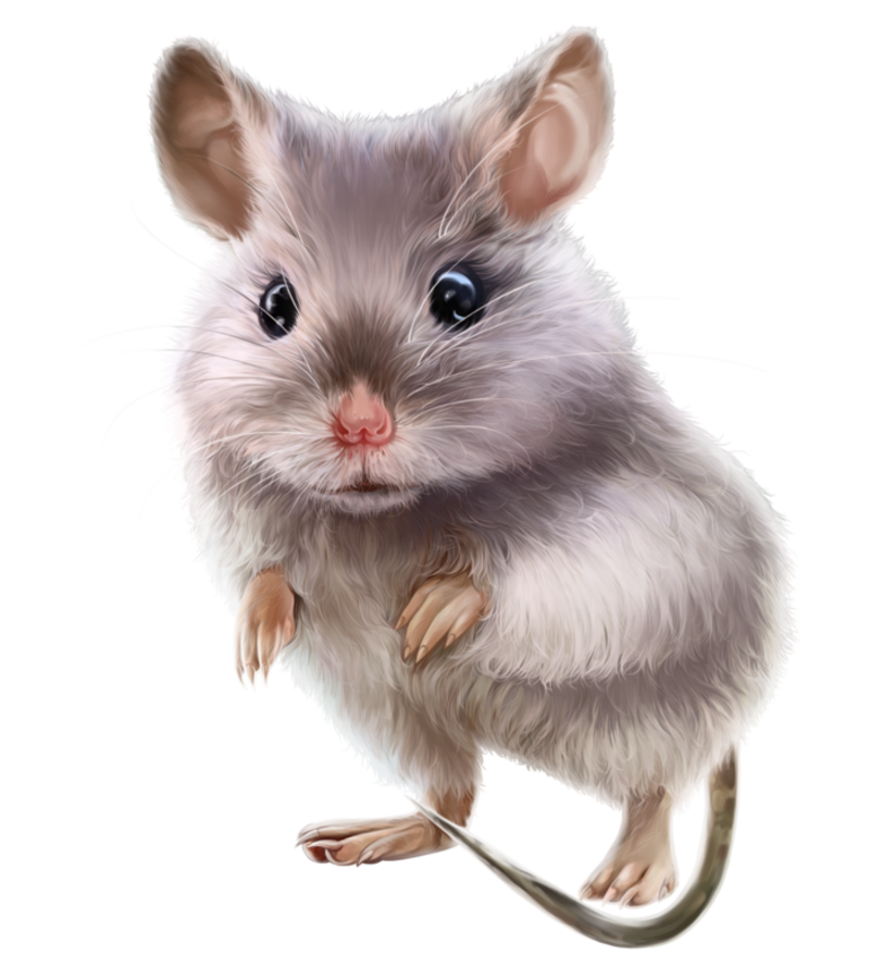 Mouse-43.png