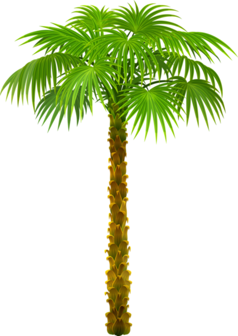 Palm_Tree_PNG_Clipart_Picture-935700639.png