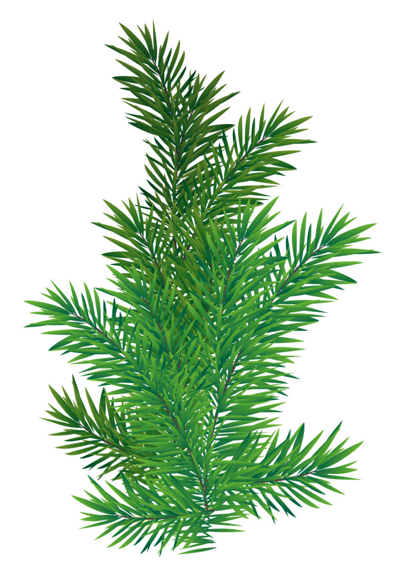 Pine_Branch_PNG_Picture.png