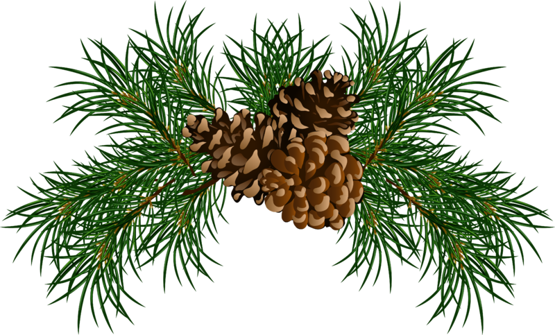 Pine_Branches_with_Pine_Cones_PNG_Picture.png