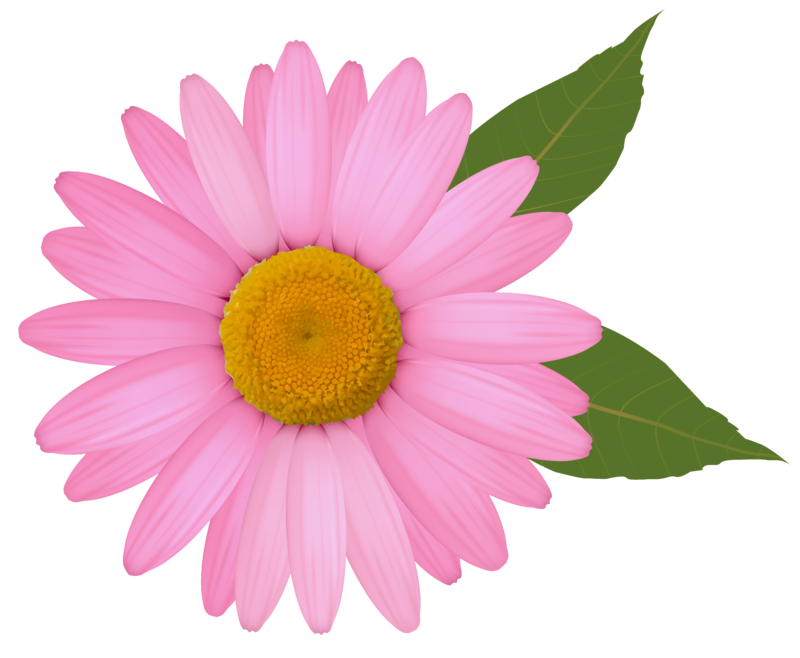 Pink_Daisy_PNG_Clipart_Image.png