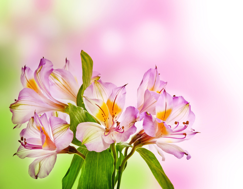 Pink_Flowers_Background.jpg