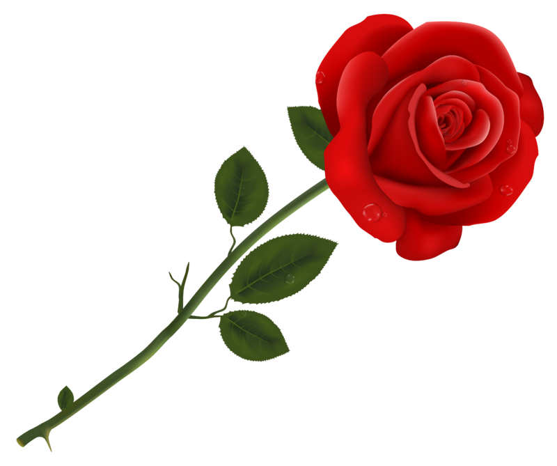 Red_Rose_Transparent_PNG_Clipart.png
