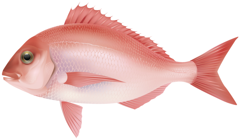 Red_Sea_Fish_PNG_Clipart_Image-448.png