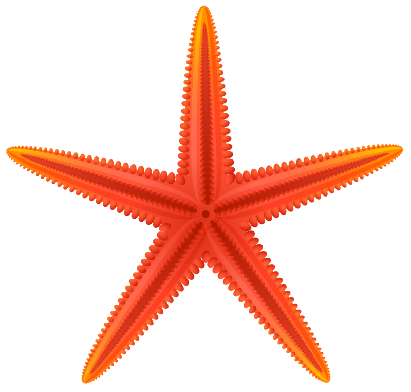 Red_Starfish_PNG_Clip_Art-1437.png