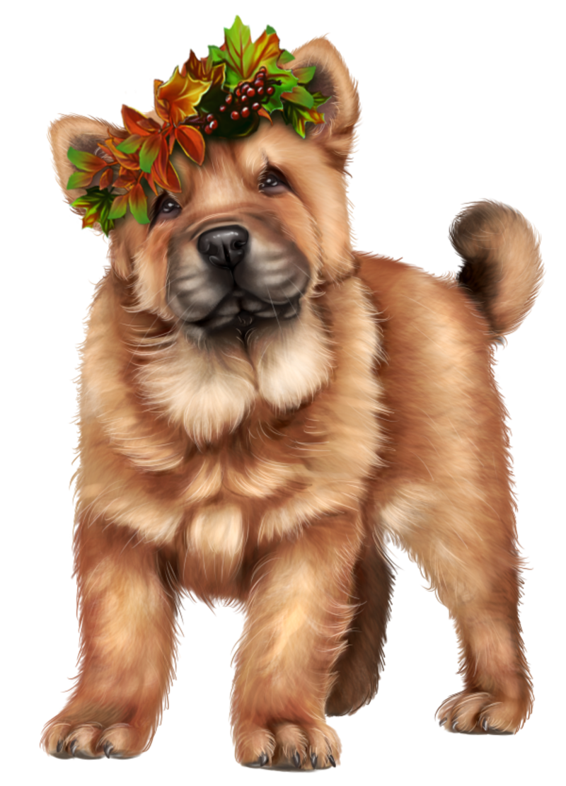 SNC-ATTILA-FALL-DOG-2.png