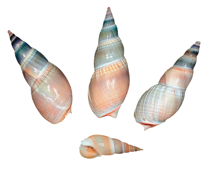 Sea_Snail_Shells_PNG.png