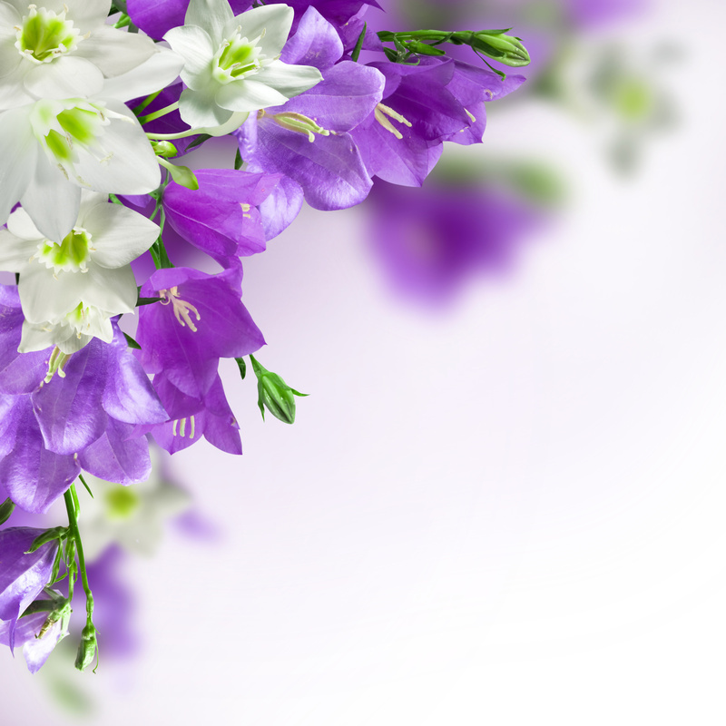Spring_Background_with_White_and_Purple_Flowers.jpg