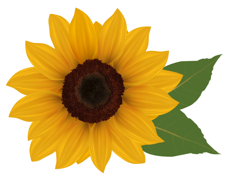 Sunflower_PNG_Clipart_Picture.png