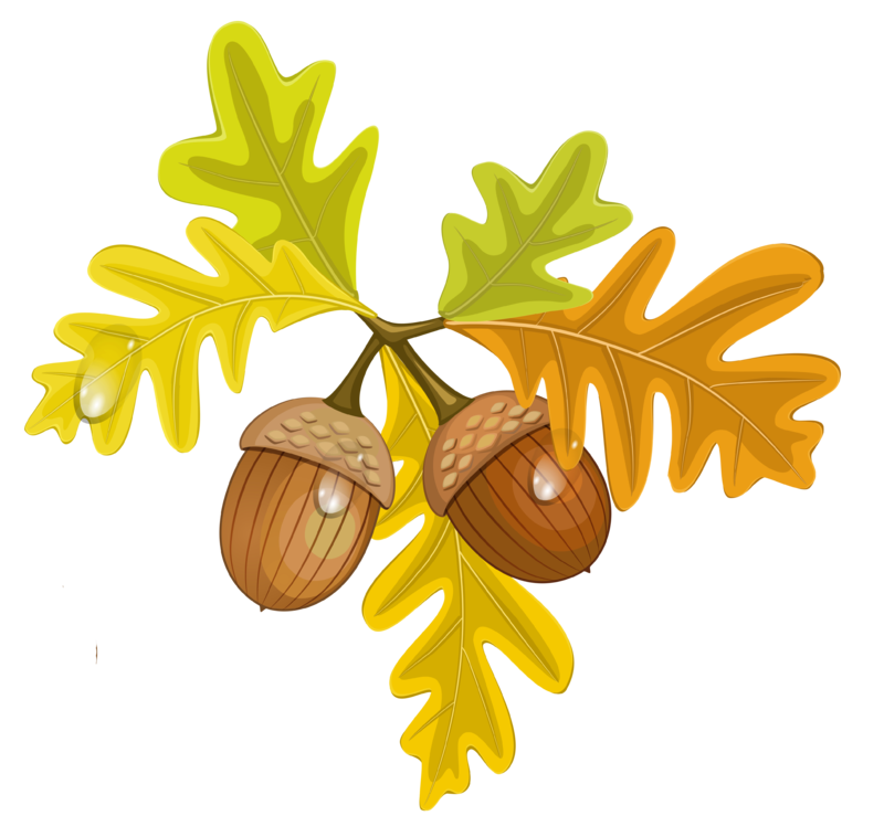 Transparent_Fall_Leaves_with_Acorns.png