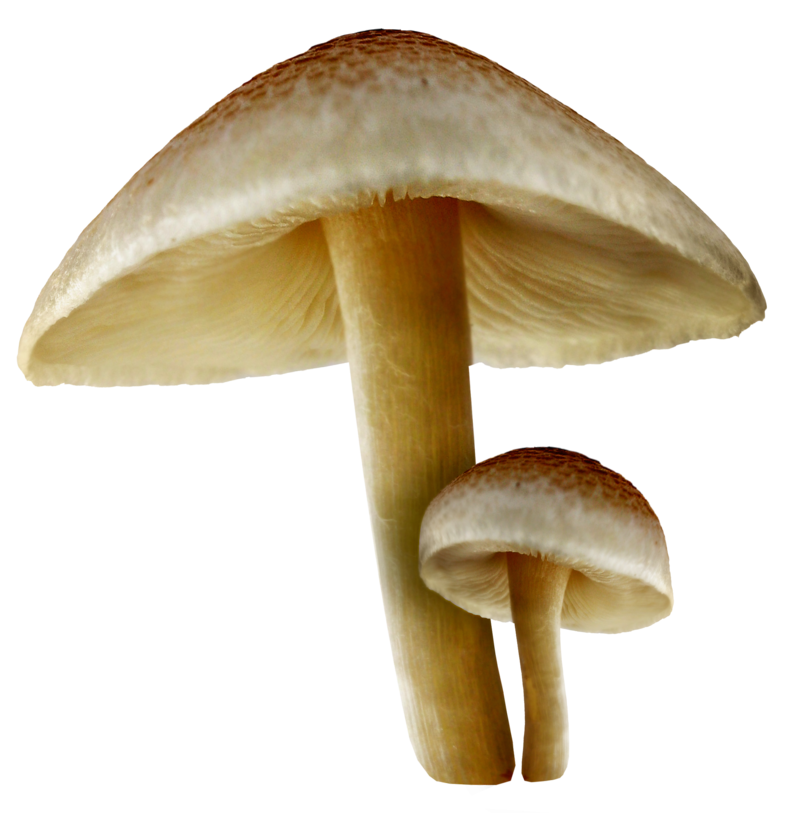 Transparent_Fall_Mushrooms_PNG_Picture.png