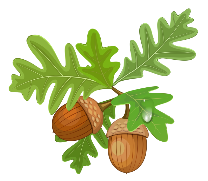 Transparent_Leaves_with_Acorns.png