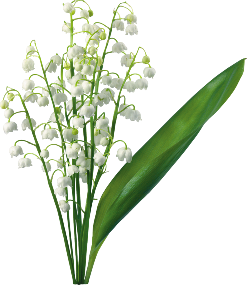 Transparent_Lily_Of_The_Valley.png