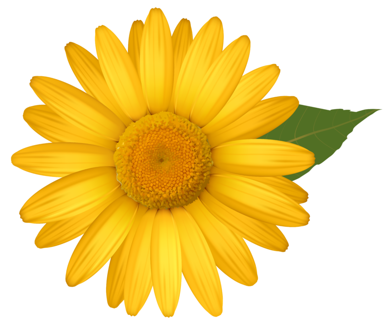 Yellow_Daisy_PNG_Image.png