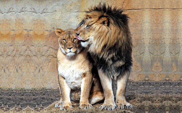 LIONNE ET LION