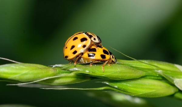 COCCINELLES