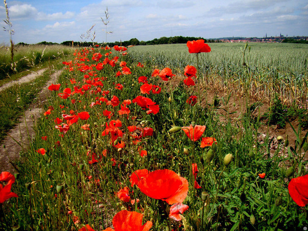 COQUELICOTS