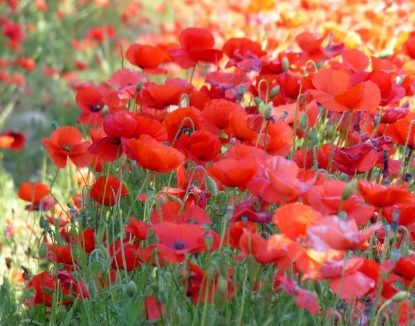 COQUELICOTS