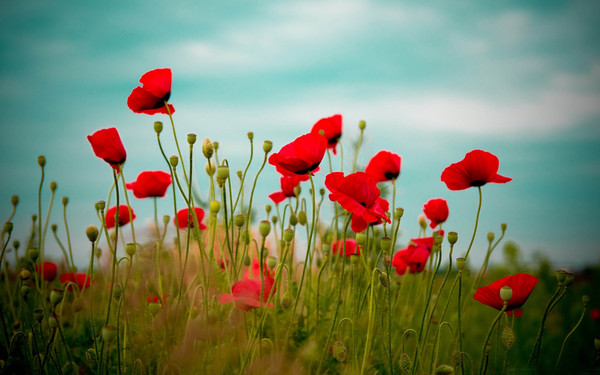 COQUELICOTS