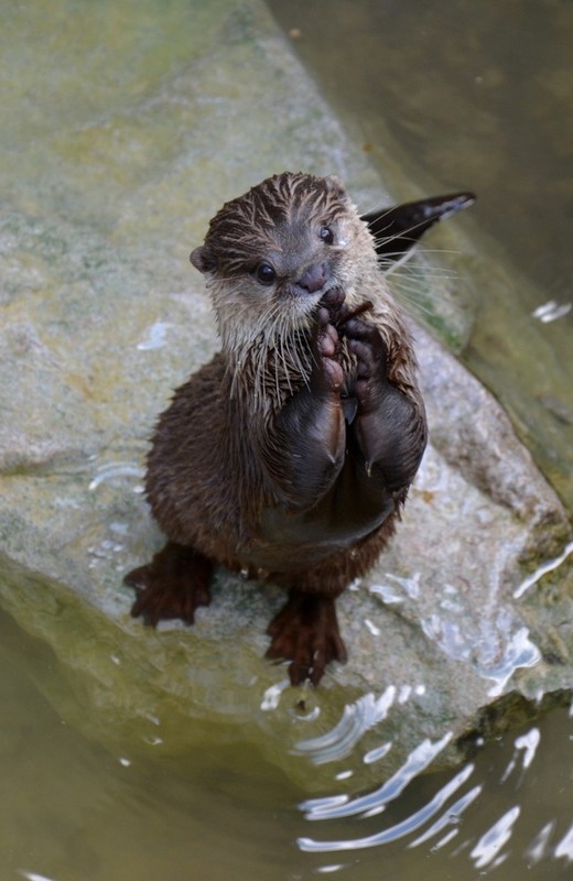 LOUTRE